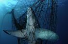 Reducing by-catch is a key part of NOAA’s efforts to maintain sustainable fisheries and conserve and recover protected species.