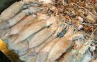 The expanded control's system for shrimp and squid becomes compulsory as of next November first