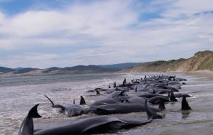 In December scientists were shocked by the discovery of 330 whales on a remote beach in the south of Chile