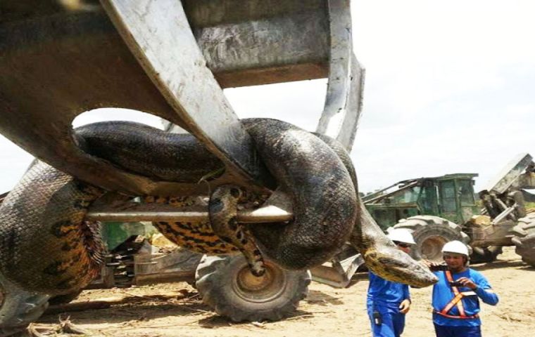A footage showing how the workers lifted the anaconda from the rubbles with a crane has been circulating online. 