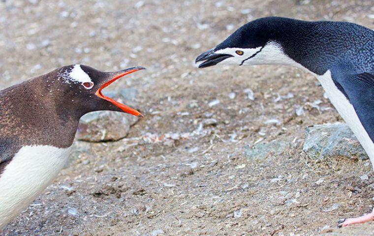 Image result for chinstrap and gentoo penguins
