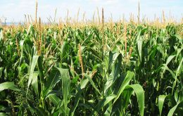  The country's national average corn yield from 53 bushels per acre in 2003-04 to 81 bushels per acre last year, despite the dry weather.