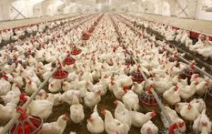 Poultry producers project a production increase of 3 to 5%, and pork producers of 2%, according to the Brazilian Animal Protein Association