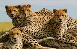 Cheetahs are in danger because they range far beyond protected areas and are coming increasingly into conflict with humans, says report.