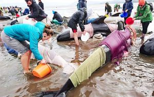 Hundreds of volunteers, farmers to tourists have spent days at the beach dousing the whales with buckets of water to keep them cool and trying to refloat them.
