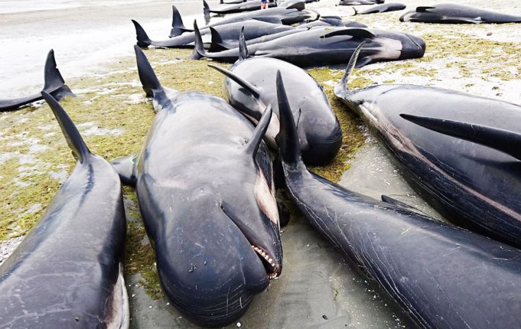 About 350 whales have died, including 20 that were euthanized. Another 100 have been refloated by volunteers and more than 200 have swum away unassisted. (Pic Reuters)