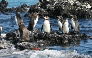A Pew study in 2015 showed two thirds of the world's 18 penguin species, which range from the volcanic Galapagos Islands to the sea of Antarctica, were in decline.