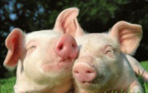 A total of 12 pigs (from both farms) were found to be affected by the virus. No deaths have been reported. Affected premises are located in Salto and Canelones.