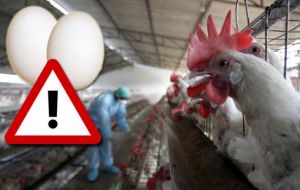 Tests had shown the chemical fipronil, which can harm kidneys, liver and thyroid glands, was found in the eggs from farms in the Netherlands 