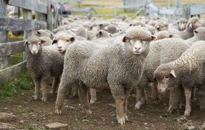 The amount of lambs marked on the West took a healthy leap with 69.4% of the 60,252 ewes mated producing young, while the previous year it was just 55.3%