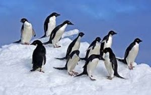 The discovery of the penguin chick deaths has prompted renewed calls for more marine protected areas in Antarctic waters.