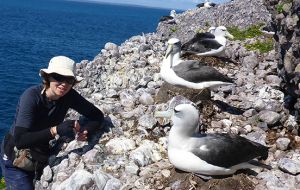  “We need to understand what albatross eat, to identify how marine ecosystems might be changing in response to pressures such as climate change or fishing” 