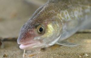 This means, suggest the researchers, that the number of young cod growing to adulthood could fall to a quarter or even one-twelfth of today’s numbers.