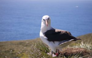 This year, the Black-browed Albatross has been classed as Least Concern on the IUCN Red list © Stephanie Winnard                    