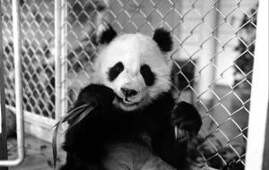 The Smithsonian Institution in Washington had asked London Zoo for the loan of its male panda, Chia Chia, brought back by Heath from China in 1974