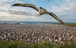 Last January it was announced that National Geographic February 2018 would document the Falkland Islands' diverse ecosystem by wildlife photographer Paul Nicklen.
