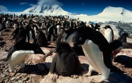 The group of nine rocky islands, off the northern tip nearest South America, in the northwest Weddell Sea, houses one of Adelie penguin largest colonies in the world 