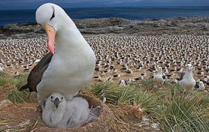 They perform a variety of environmental research and conservation-based work annually, including monitoring of the globally important seabird colonies