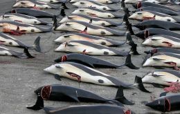 The latest figures show that of 333 minke Antarctic whales killed last summer, 181 were females. Some 122 females, or 67%, were pregnant. 