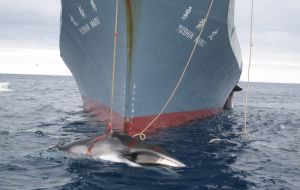 Japan claims the whaling is for scientific research, yet also allows the sale of the whale flesh in markets and restaurants.