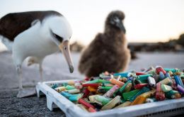 “But the scientists were telling us they sometimes pull out 200 or 250 pieces of plastic out of dead birds or from the regurgitation.”