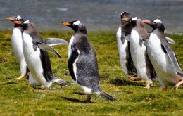 One-third of the world’s Gentoo penguin population lives in the Falklands. They use winter to build up their energy reserves to rear chicks in summer