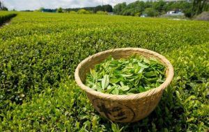 “Sino-Brazil relations began with agriculture some 200 years ago when tea farmers from China visited Rio de Janeiro,” said ambassador Li