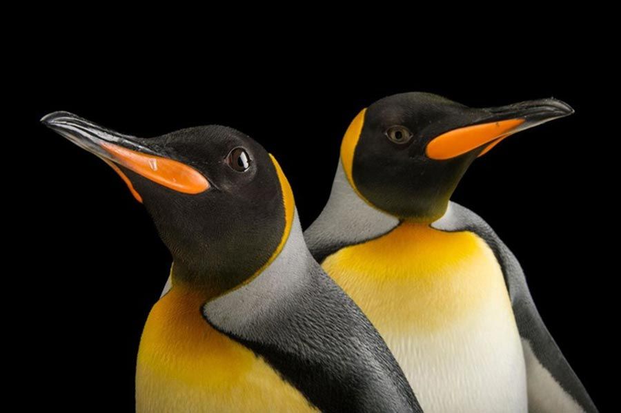 Largest king penguin colony in the world shrinks by 90 percent