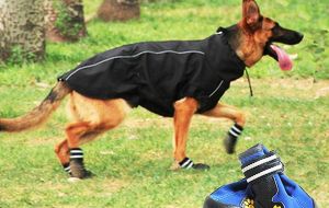 Police dogs in the Swiss city of Zurich have been wearing special shoes to prevent them from burning their paws on the scorching streets.