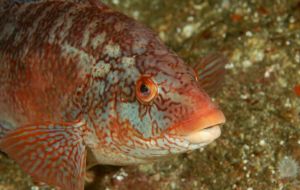 Currently, the majority of wrasse used as cleaner fish is wild caught following guidelines specified by Marine Scotland, RSPCA Assured and local fishery boards