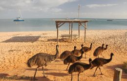 In Broken Hill, 935km west of Sydney, groups of emus have been seen “running laps of the main street, eating gardens and gate crashing football matches”