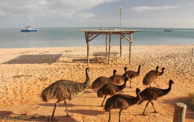 In Broken Hill, 935km west of Sydney, groups of emus have been seen “running laps of the main street, eating gardens and gate crashing football matches”
