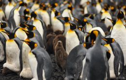 King Penguins led the wonder list, having polled some 2.500 visitors from 30 different countries 