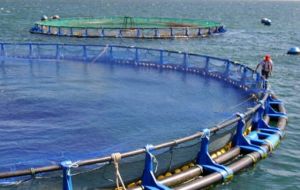 Salmon farming has become a leading industry in southern Chile, but it has not been without its difficulties and challenges  