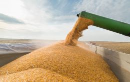 The Rosario Grains Exchange on Wednesday slashed its forecast for the season to 19 million tons, also citing poor weather in Argentina.
