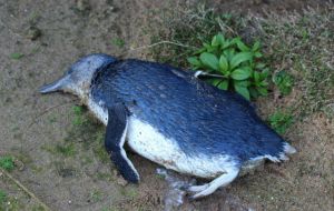 This is the second dog attack in months on local little penguins - the smallest penguin species - according to reports