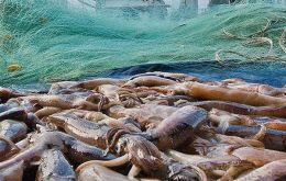 Calamari catches this year have totaled almost 79.000 tons in the two seasons, 43.085 and 35.827 