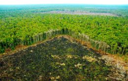 Satellite images through the end of July 2018 showed that 7,900sqkms of forest were cleared in the Amazon, equivalent to more than half the territory of Jamaica