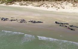 The two pods of pilot whales were beached about 2km apart from each other on a beach on Rakiura or Steward Island off the coast of South Island