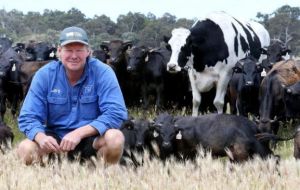 “Knickers lives on” says Pearson since a broadcaster drew attention to the enormous steer, Holstein Friesian, significantly taller than the average for the breed