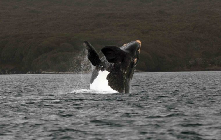 Southern Right Whale captured around the sub-Antarctic island of South Georgia. Photo: Carlos Olavarria