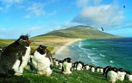 The piece is illustrated with a photo of Southern Rockhopper penguins on the cliffs of Saunders Island in the Falklands