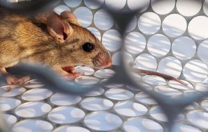 The disease is transmitted by open range long tail mice which carry the virus in their saliva, urine and/or droppings. Inhaling their odors is also highly risky   