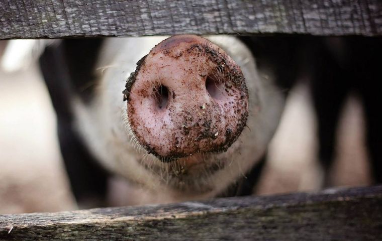 There are fears that African swine fever, which has been found in two dead wild boar in Belgium, could threaten Denmark's huge pig industry