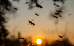 Insects provide food for birds, bats and small mammals; they pollinate around 75% of the crops in the world; they replenish soils and keep pest numbers in check