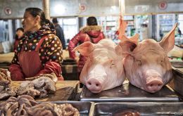 China, home to the world's largest hog herd, has reported 112 outbreaks of the highly contagious disease in 28 provinces and regions since August