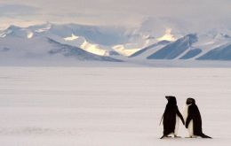 According to the State of Antarctic Penguins Report 2017, there is estimated to be 12 million penguins