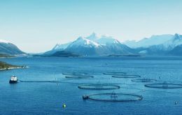 Farmed salmon are treated with medications to ward off disease and infestations, such as sea lice, but there are limits on how much is used