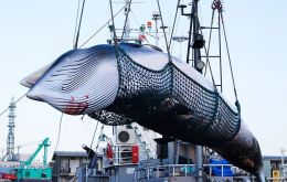 IWC members had agreed to an effective ban on whale hunting, but Japan has long argued it is possible to hunt whales in a sustainable way.