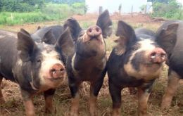 An outreak of classic swine fever virus was detected in the Brazilian state of Piauí